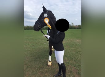 Oldenburger, Wallach, 19 Jahre, 170 cm, Rappe