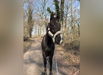 Oldenburger, Wallach, 19 Jahre, 173 cm, Rappe