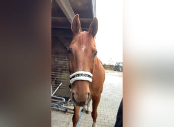 Oldenburger, Wallach, 19 Jahre, 174 cm, Fuchs