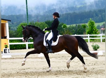 Oldenburger, Wallach, 1 Jahr, 168 cm, Brauner