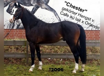 Oldenburger, Wallach, 1 Jahr, 168 cm, Brauner