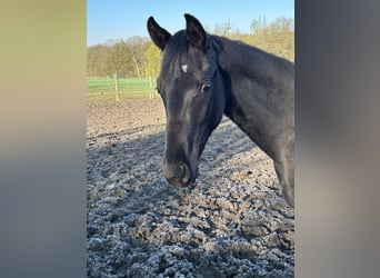 Oldenburger, Wallach, 1 Jahr, 168 cm, Rappe