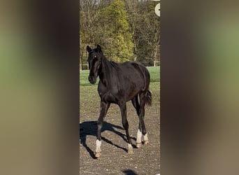 Oldenburger, Wallach, 1 Jahr, 168 cm, Rappe