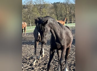 Oldenburger, Wallach, 1 Jahr, 168 cm, Rappe