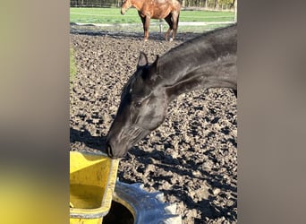 Oldenburger, Wallach, 1 Jahr, 168 cm, Rappe