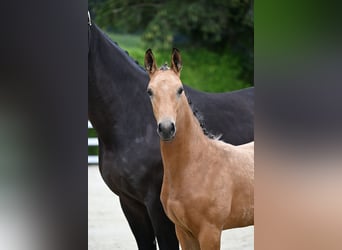 Oldenburger, Wallach, 1 Jahr, 170 cm, Buckskin