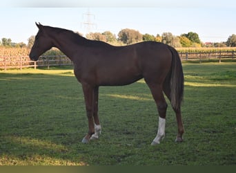 Oldenburger, Wallach, 1 Jahr, 175 cm, Fuchs