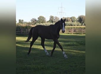 Oldenburger, Wallach, 1 Jahr, 175 cm, Fuchs