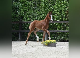 Oldenburger, Wallach, 1 Jahr, 175 cm, Fuchs