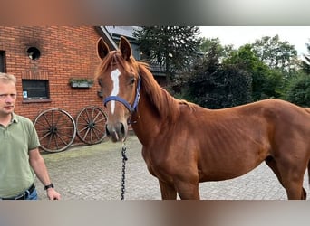 Oldenburger, Wallach, 1 Jahr, Fuchs
