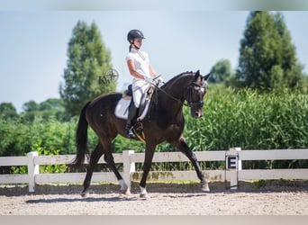 Oldenburger, Wallach, 20 Jahre, 165 cm, Schwarzbrauner