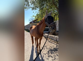 Oldenburger Mix, Wallach, 20 Jahre, 170 cm, Fuchs