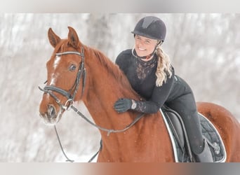 Oldenburger, Wallach, 21 Jahre, 160 cm, Fuchs