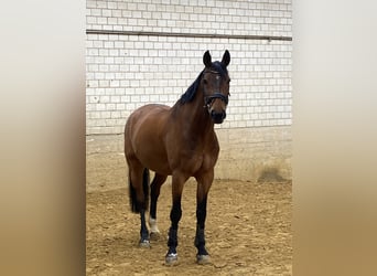 Oldenburger, Wallach, 21 Jahre, 174 cm, Brauner