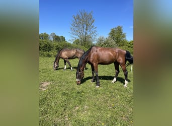 Oldenburger, Wallach, 22 Jahre, 160 cm, Brauner