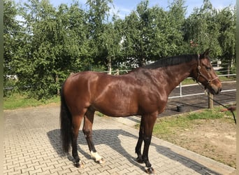 Oldenburger, Wallach, 22 Jahre, 175 cm, Brauner