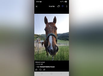 Oldenburger, Wallach, 23 Jahre, 161 cm, Fuchs