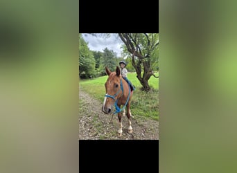 Oldenburger, Wallach, 23 Jahre, 161 cm, Fuchs