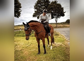 Oldenburger, Wallach, 23 Jahre, Brauner