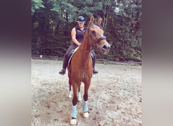 Oldenburger, Wallach, 23 Jahre, Brauner