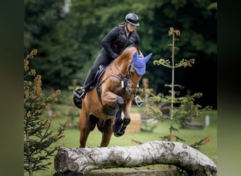 Oldenburger, Wallach, 23 Jahre, Brauner