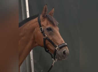 Oldenburger, Wallach, 24 Jahre, Brauner