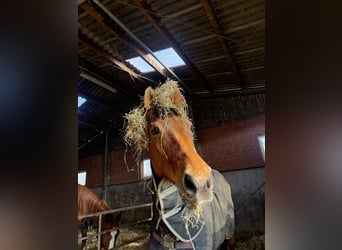 Oldenburger, Wallach, 24 Jahre, Brauner