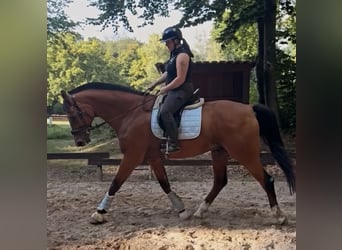 Oldenburger, Wallach, 24 Jahre, Brauner