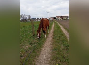 Oldenburger, Wallach, 26 Jahre, 172 cm, Rotfuchs