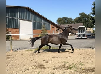 Oldenburger, Wallach, 2 Jahre, 158 cm, Dunkelbrauner