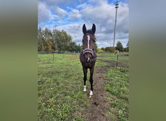 Oldenburger, Wallach, 2 Jahre, 160 cm, Brauner