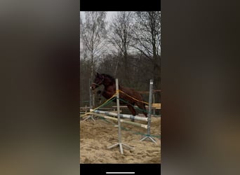 Oldenburger, Wallach, 2 Jahre, 160 cm, Rotbrauner
