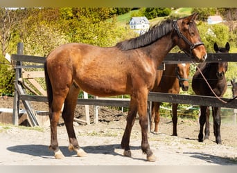 Oldenburger, Wallach, 2 Jahre, 160 cm, Rotbrauner