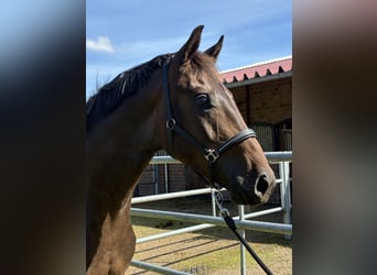 Oldenburger, Wallach, 2 Jahre, 164 cm, Dunkelbrauner