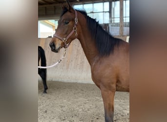 Oldenburger, Wallach, 2 Jahre, 165 cm, Brauner
