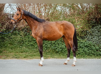 Oldenburger, Wallach, 2 Jahre, 165 cm, Brauner