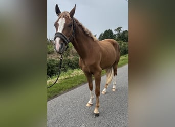Oldenburger, Wallach, 2 Jahre, 167 cm, Fuchs