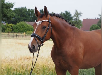 Oldenburger, Wallach, 2 Jahre, 168 cm, Brauner