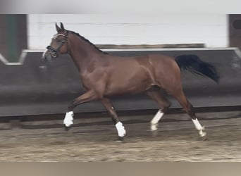 Oldenburger, Wallach, 2 Jahre, 168 cm, Brauner