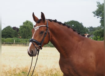 Oldenburger, Wallach, 2 Jahre, 168 cm, Brauner