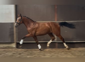 Oldenburger, Wallach, 2 Jahre, 168 cm, Brauner