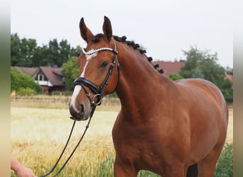 Oldenburger, Wallach, 2 Jahre, 168 cm, Brauner