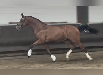 Oldenburger, Wallach, 2 Jahre, 168 cm, Brauner