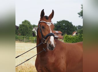 Oldenburger, Wallach, 2 Jahre, 168 cm, Brauner
