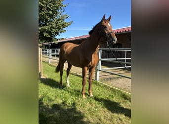 Oldenburger, Wallach, 2 Jahre, 168 cm, Dunkelfuchs