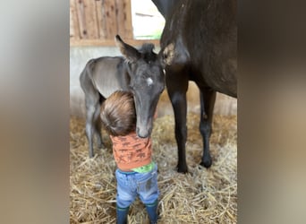 Oldenburger, Wallach, 2 Jahre, 168 cm, Rappe