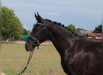 Oldenburger, Wallach, 2 Jahre, 168 cm, Rappe