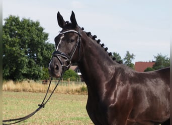 Oldenburger, Wallach, 2 Jahre, 168 cm, Rappe