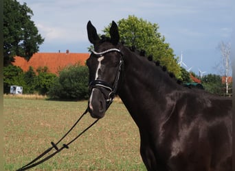 Oldenburger, Wallach, 2 Jahre, 168 cm, Rappe