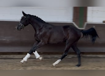 Oldenburger, Wallach, 2 Jahre, 168 cm, Rappe